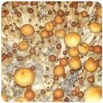 Псилоцибиновые (галлюциногенные)  грибы Psilocybin "Golden Teacher" в Пролетарске