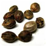Семена марихуаны АК-47  (Seeds AK-47) в Пролетарске